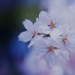 sakura13.jpg