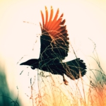 crow0012.jpg