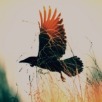 crow0012.jpg