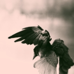 crow0052.jpg