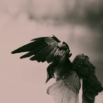 crow0052.jpg
